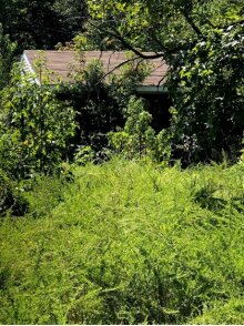 Distressed house nearly hidden behind heavy brush